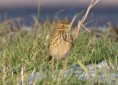 /album/my-local-birding-gallery/meadow-pipit-dewsbury-sf-jpg/